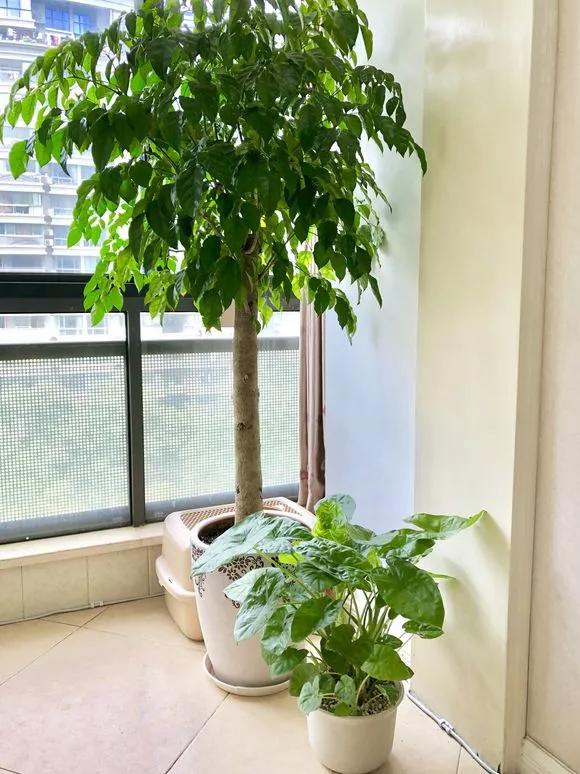 栀子花月季花叶子发黄有黑斑点,茉莉栀子花叶子发黄怎么办