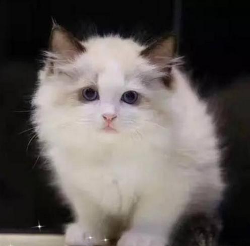 如何挑选一只自己喜欢的猫咪,怎么从一窝猫咪里挑选最乖的一个