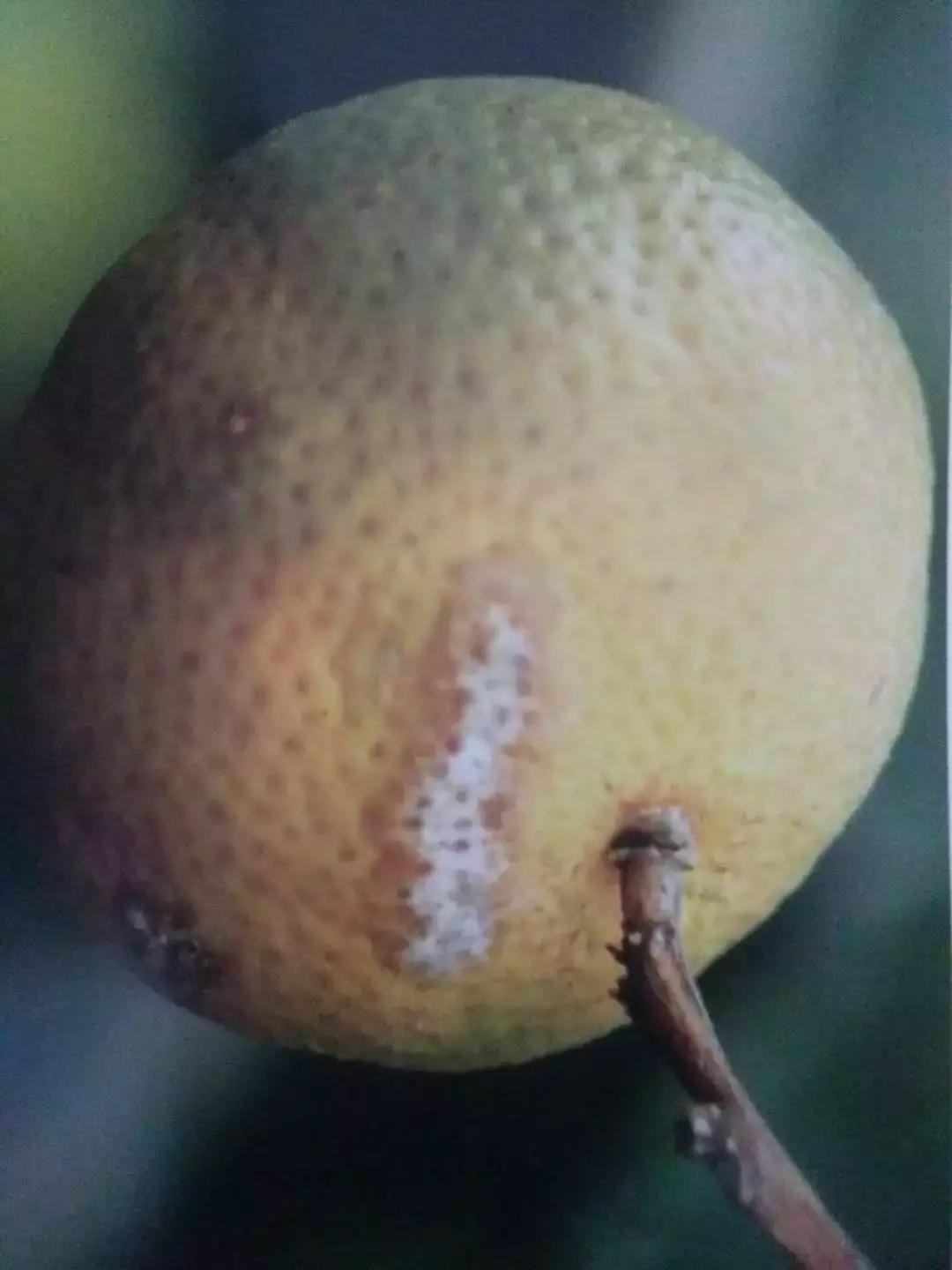 柑橘落果病害图谱大全,柑橘树的果树病害图谱