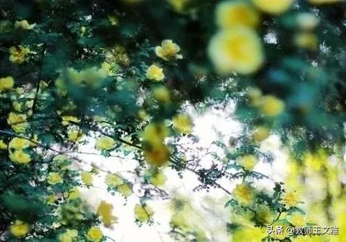 【花洲文学】王金荣|初夏