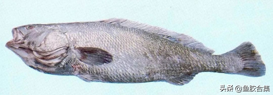 赤嘴鮸鱼鱼胶,赤嘴鳘鱼胶是什么