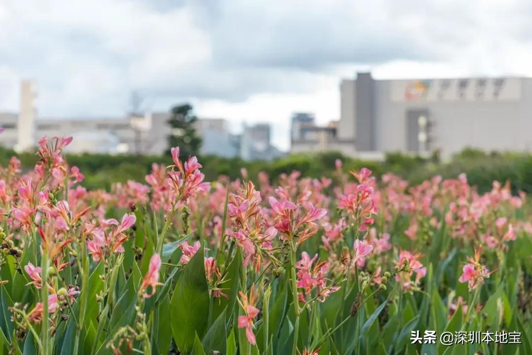 深圳完全免费的十大景点,深圳10大免费景点上集