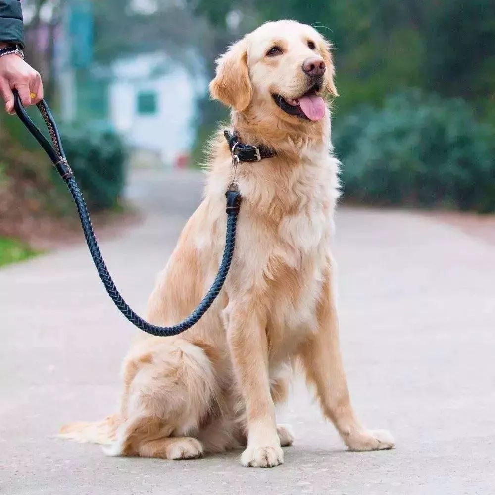 狗狗经常放屁怎么办,狗狗挤在猫窝里放屁