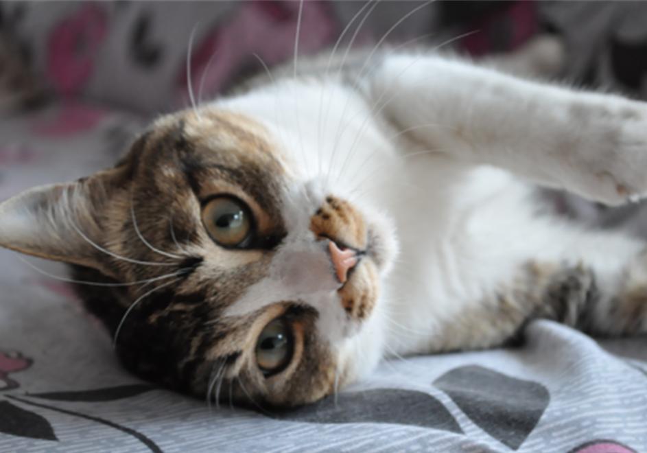 猫咪毛发会因为长大改变,猫咪秃头怎么回事