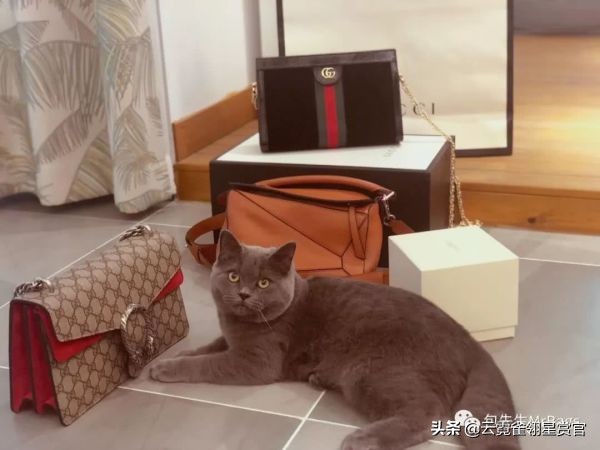 好看又大的宠物包,超好看的宠物包