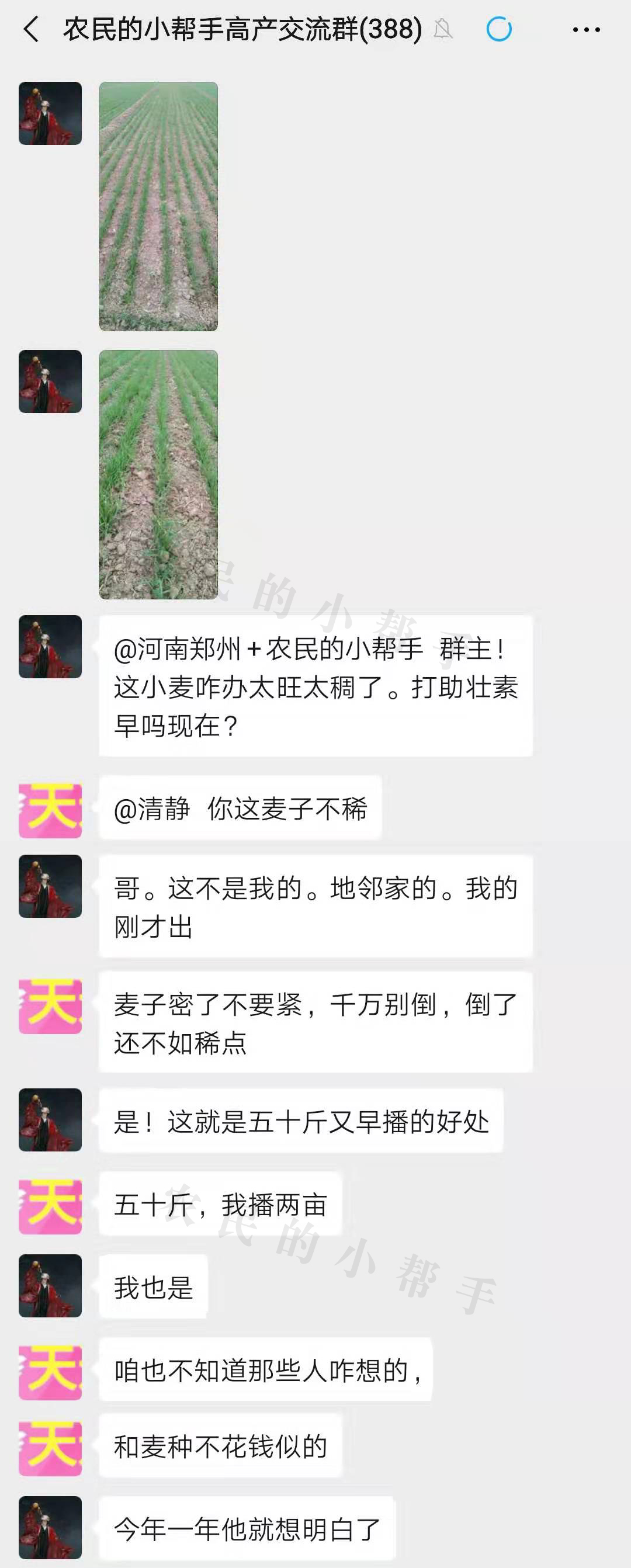 一亩地小麦增产600斤,小麦播种太深了怎么办