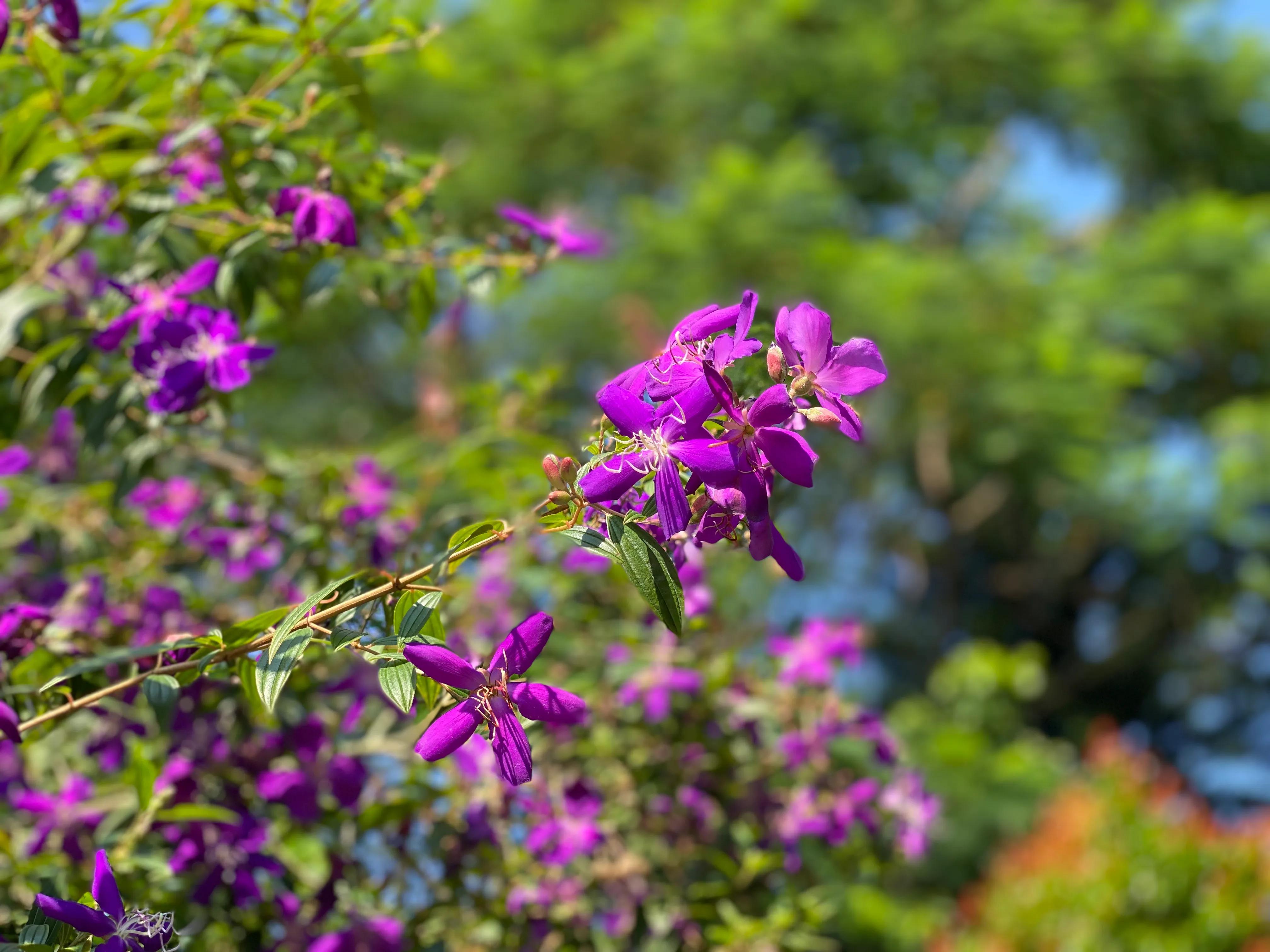 云浮新兴县六祖龙山温泉,六祖小镇龙山温泉