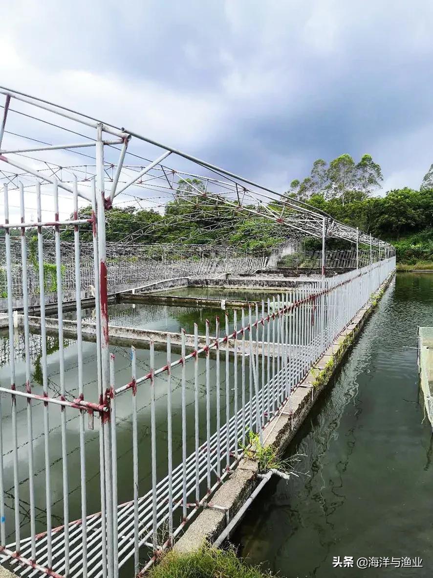 广东淡水白鲳鱼苗养殖,广州淡水鲳鱼苗养殖基地