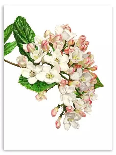 超写实绘画真实吗,超写实的植物绘画