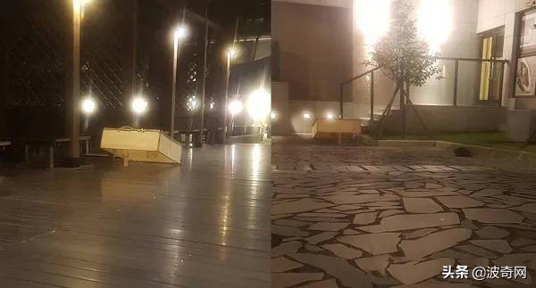 流浪猫英短生宝宝,救助被遗弃的英短蓝猫