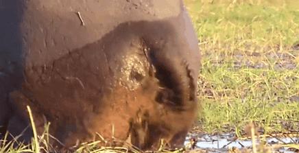 非洲河马钓鱼杀人，却反被人类逼成“脆弱”物种