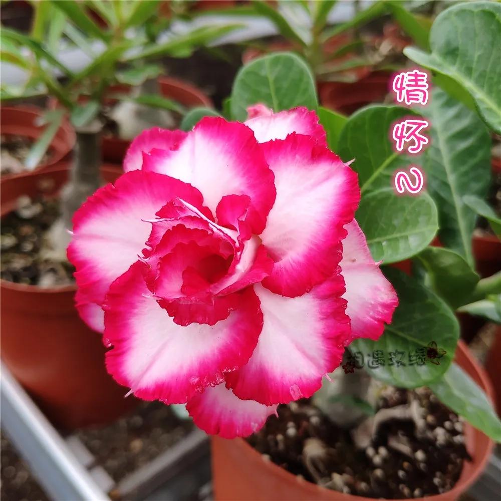 84个沙漠玫瑰品种，收起来慢慢看，待到来年春天选几种喜欢的养