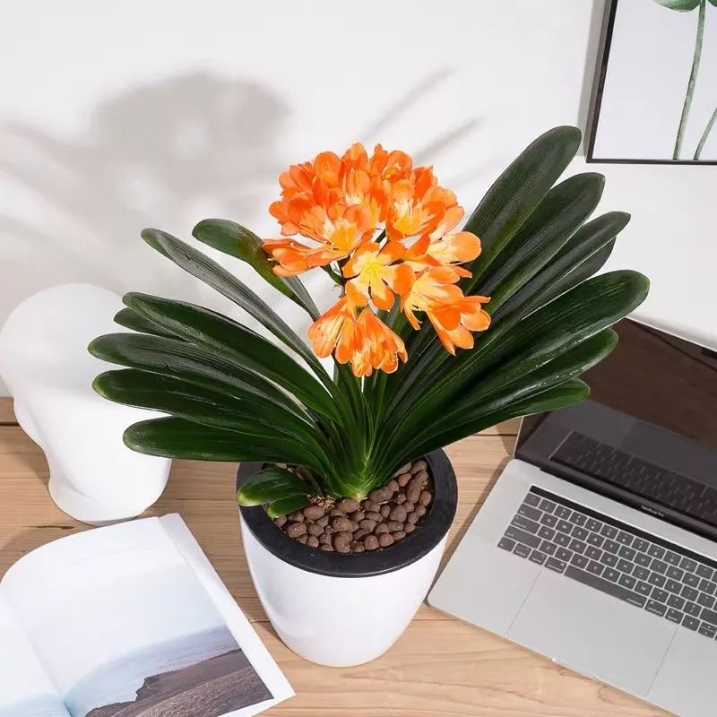 吉祥兰品种大全,六种吉祥兰花