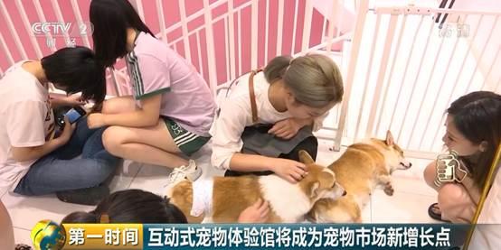 给宠物整个造型，要花5000块钱？小宠物大市场：宠物行业总市值首次破2000亿