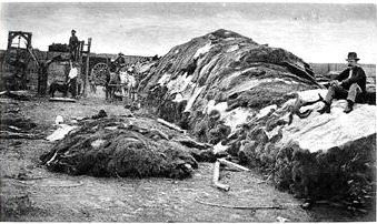 美国野生野牛,美国猎野牛