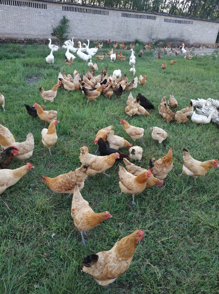 返乡创业农村生活现实记,农村生活与创业之路欢迎进来交流