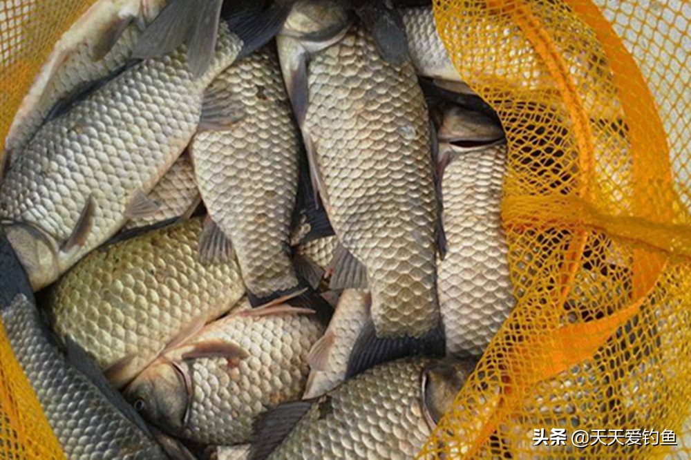 野钓想钓大鲫鱼小鲫鱼闹窝怎么办,野生大型水库小鱼闹窝怎么钓鲫鱼