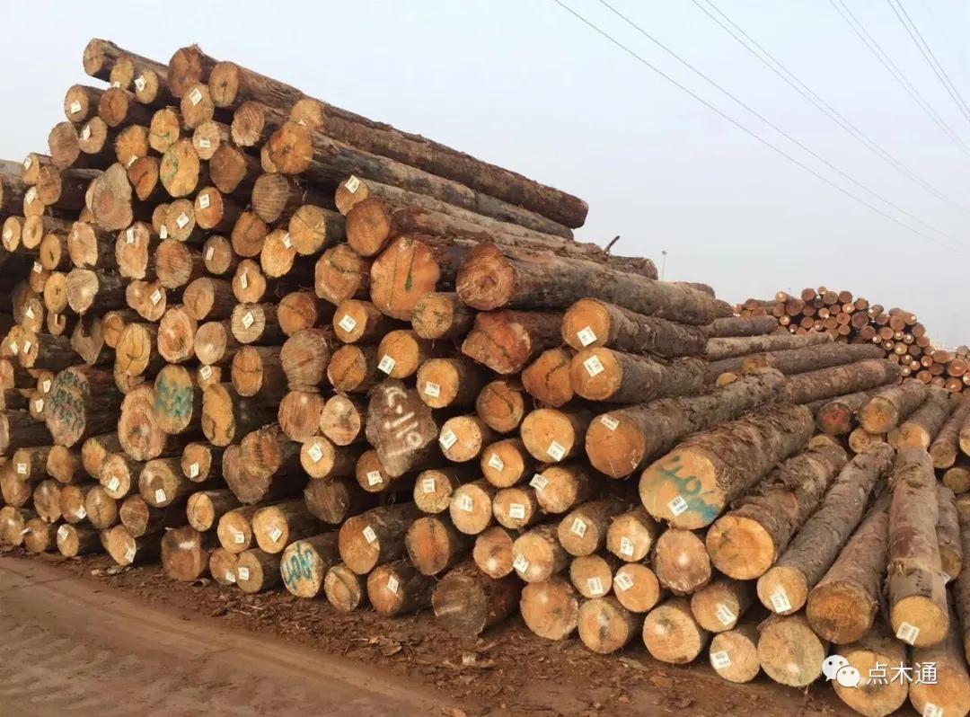 黑龙江落叶松木材价格多少钱一吨,2021木材涨价木材价格走势图