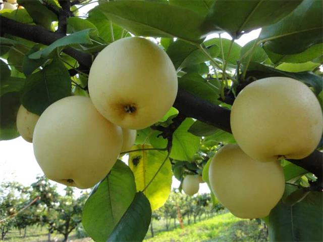 北京四季青西山采摘观光园,尽享采摘时光