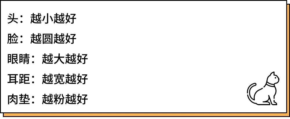 养猫的人到底有多有钱,北上广养猫的人