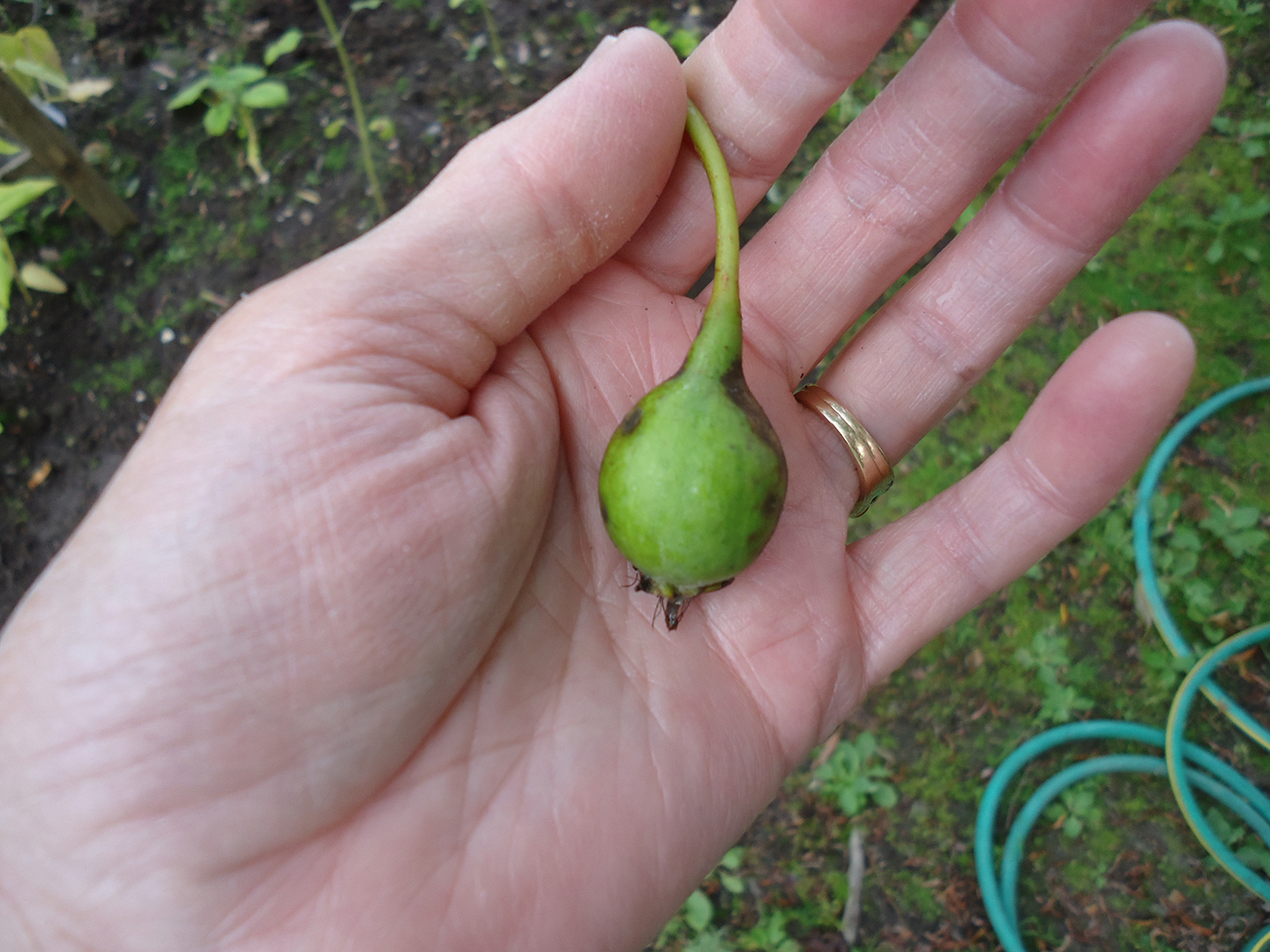 千万别大意，梨树种的好不好，病虫害防治是关键