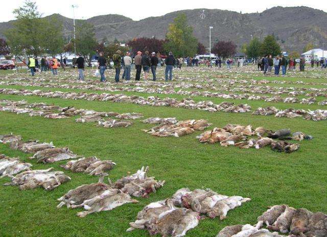 澳洲泛滥的兔子可以吃吗,澳洲的兔子现在还有很多吗