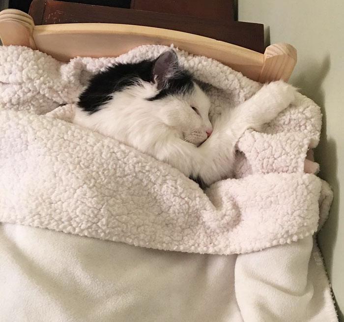 猫咪喜欢睡在你旁边说明什么,猫咪喜欢睡在主人身边什么意思