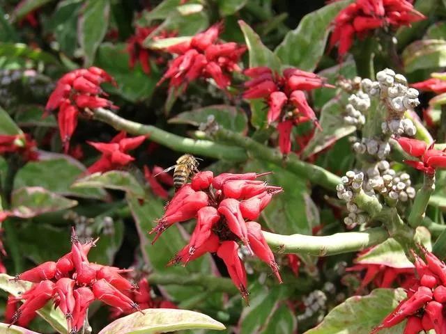 白雀珊瑚的图片,白雀珊瑚有毒吗能在家养吗