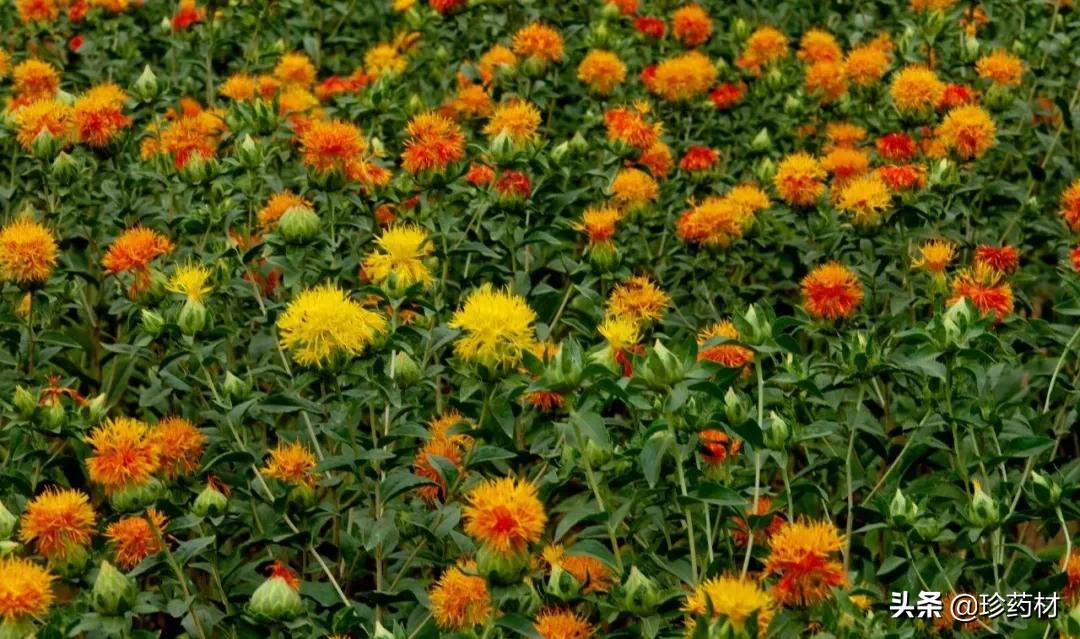 今年红花价格能涨多少,红花最新价格回落