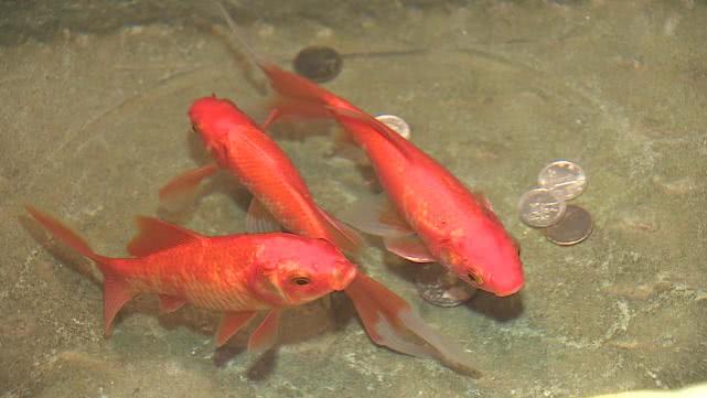 成都开在双子塔里的餐厅,成都最辣餐厅自贡菜