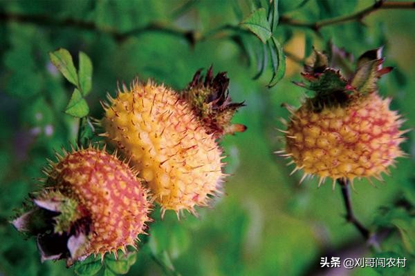 农村地里很多刺的野果叫什么,农村有种带刺的野果叫什么