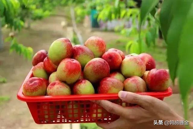 几十万斤油桃“倒在路边”，一年辛苦又为何？真相望知晓