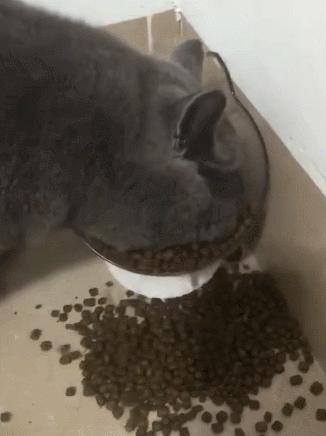 英国短蓝猫好养吗,千万别养蓝猫