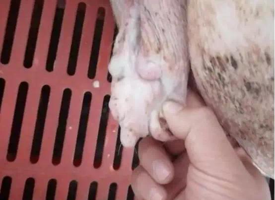 母猪产后少乳是怎么回事,母猪产后拉黄色粘液是什么原因