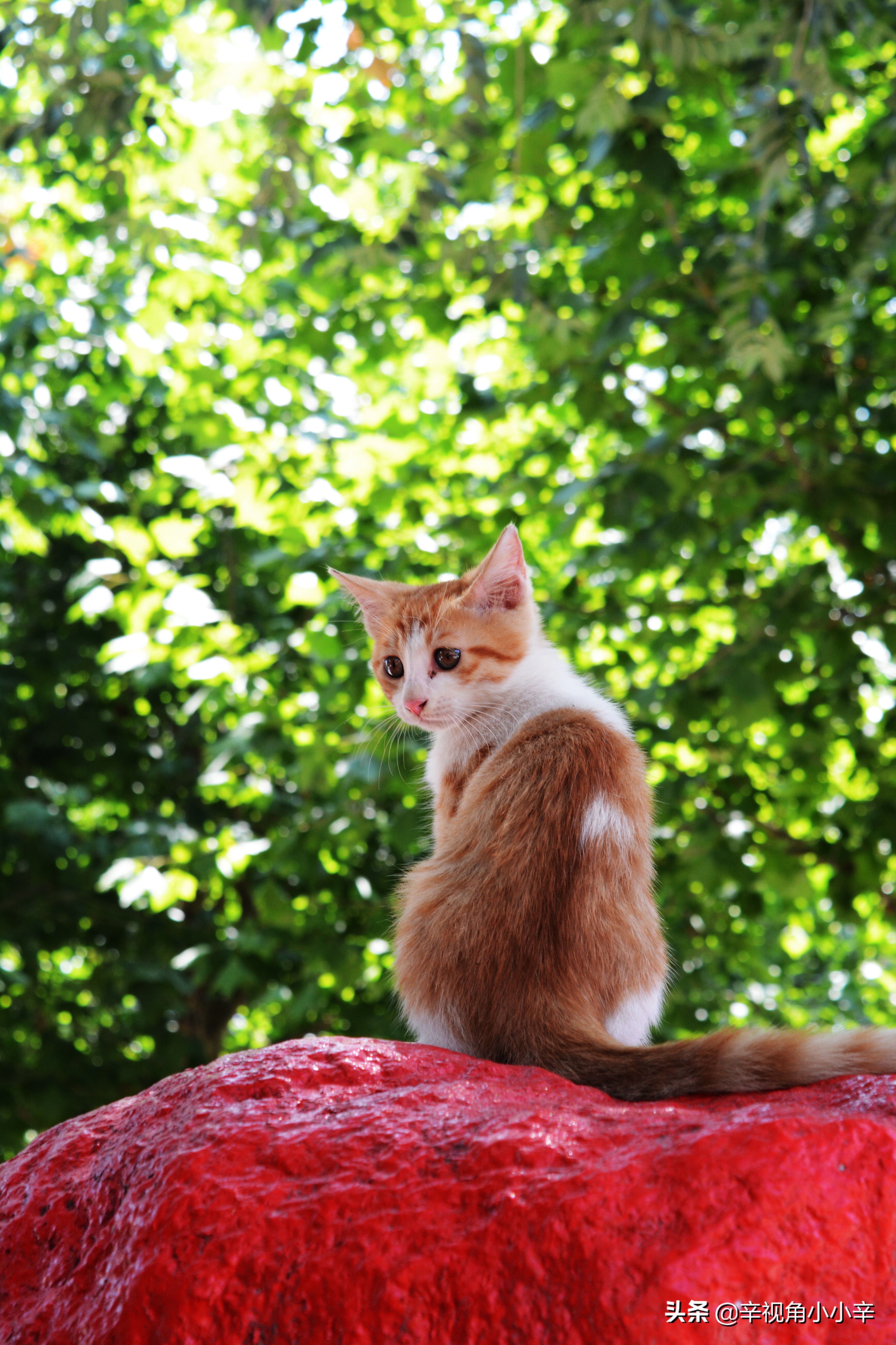 思想中的猫,徘徊中的猫