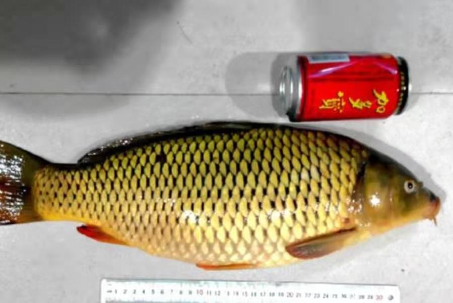 添加剂大鲫大鲤钓黑坑鲤鱼怎么样,鲫鱼添加剂野钓专用