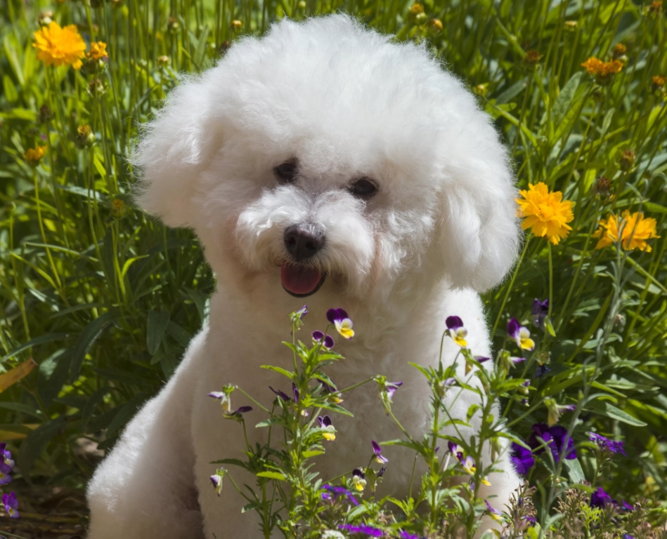 适合老年人养的狗排行榜,适合老人养的狗好养活的品种