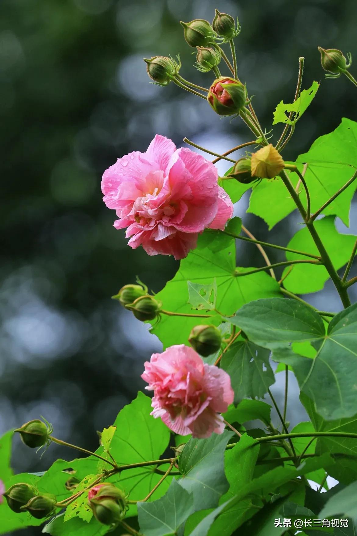 “断崖式”寒潮过后，湖州：晚秋芙蓉始盛开