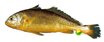 舟山4月份海鲜攻略,舟山海鲜代加工攻略