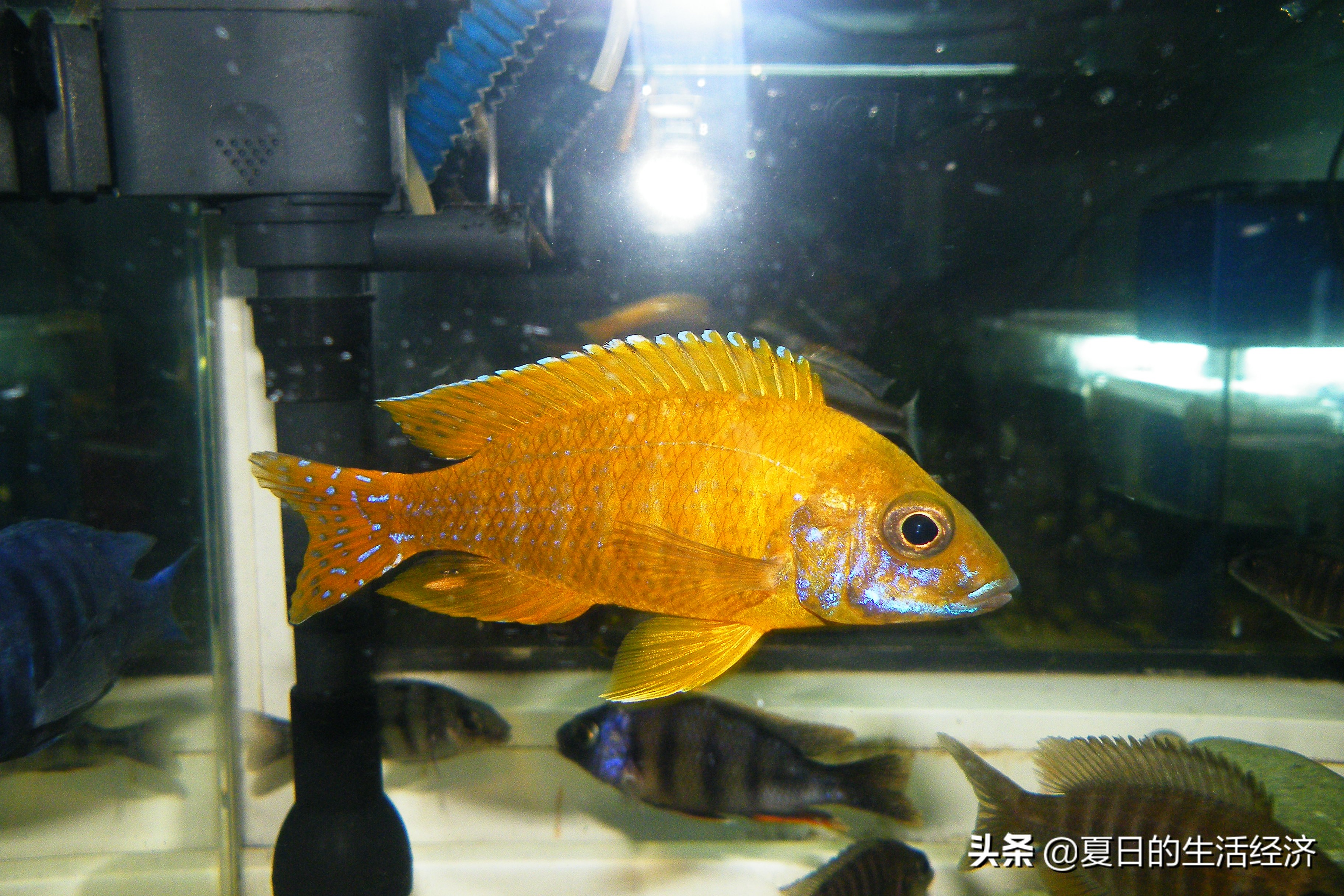 回忆三湖,三湖慈鲷纪念