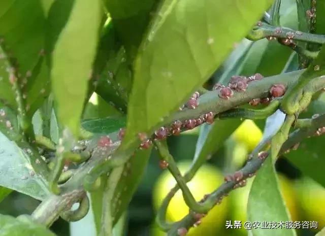 柑橘虫害高清图谱及防治方法,柑橘虫害物理消灭