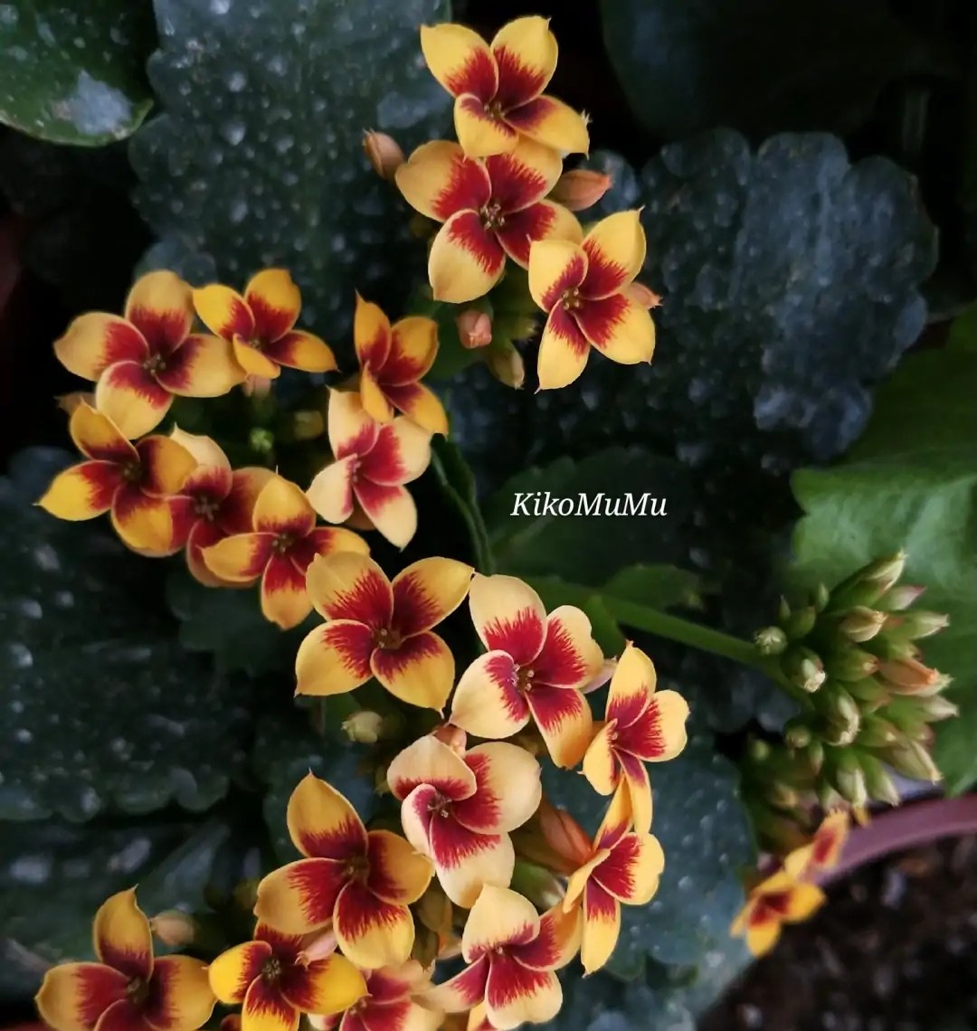 长寿花单瓣品种大全,长寿花100种颜色图片