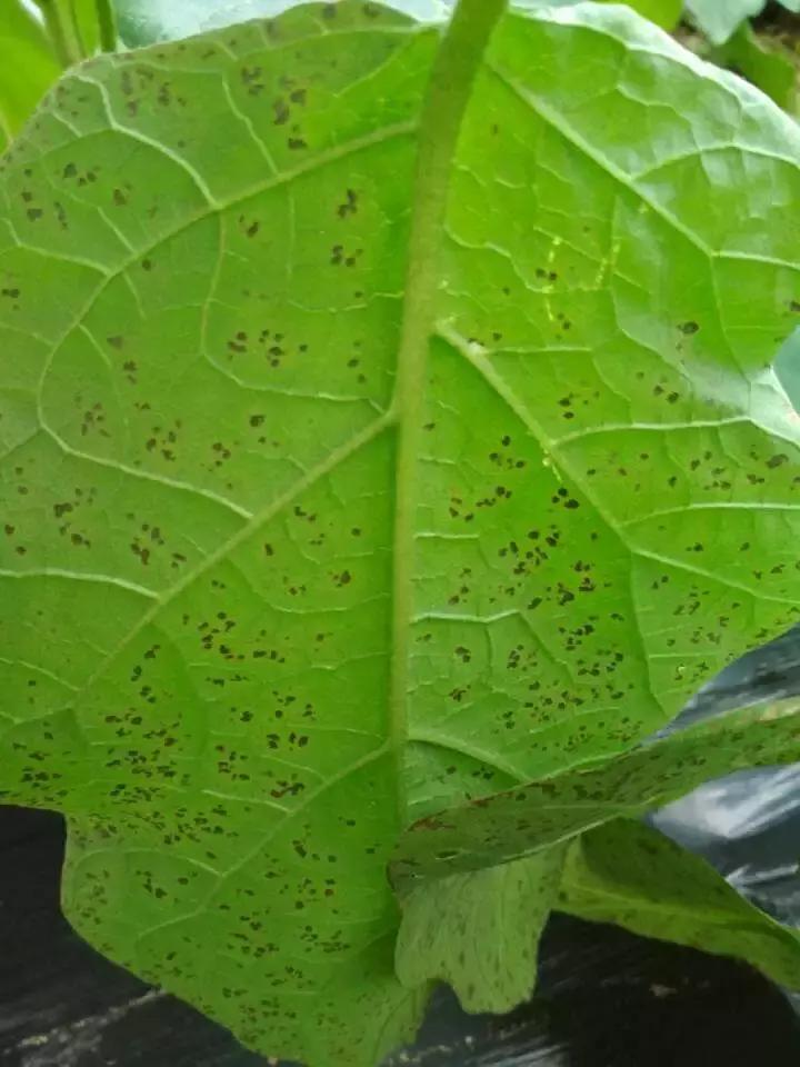 细菌病害最好的药,预防细菌病害用什么药