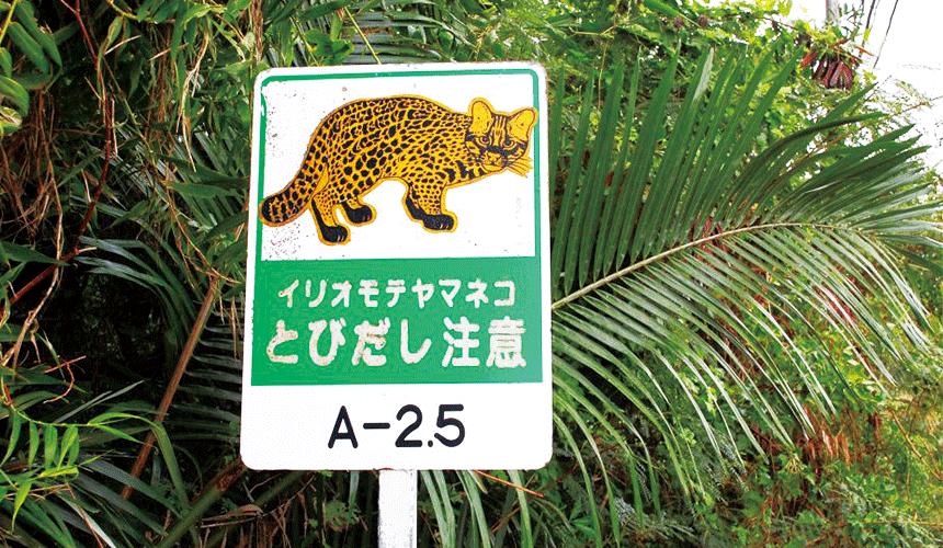 最好的日本冲绳岛旅游攻略,日本西表岛旅游视频