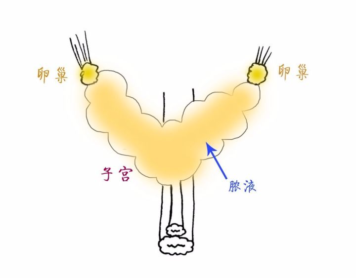 养猫必备猫咪绝育全攻略,新手养猫绝育攻略