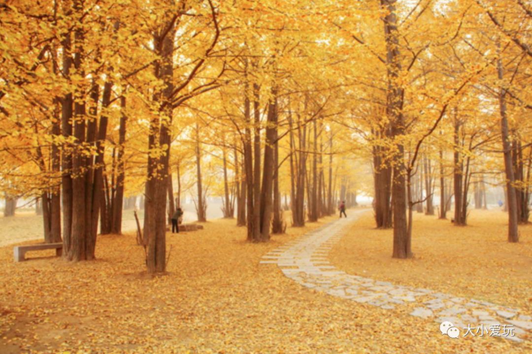 北京红螺寺银杏最佳观赏时间,北京赏银杏景区有哪些