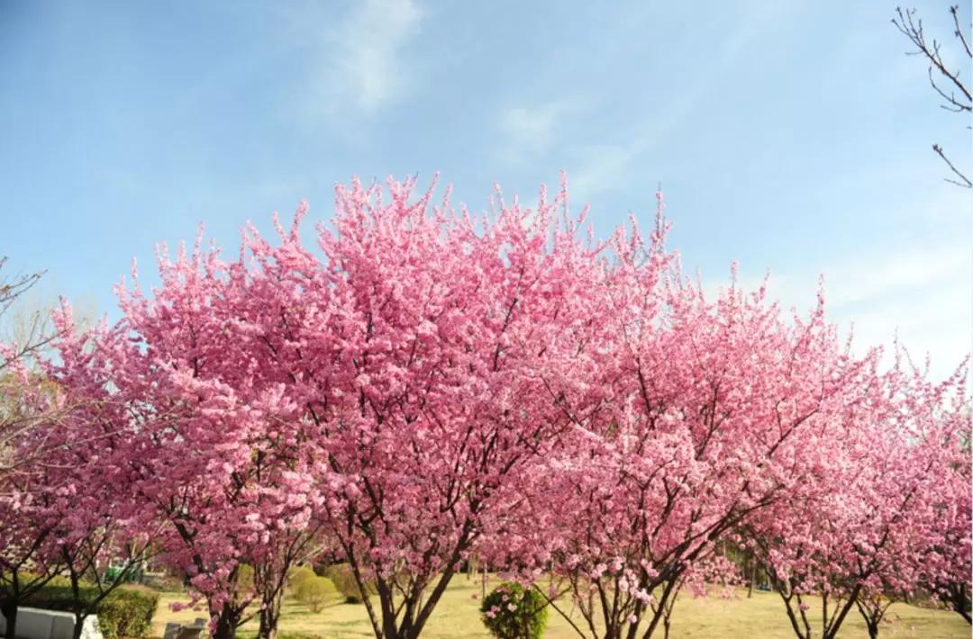 焦作2023年免费开放的景点,焦作人都去哪里玩了