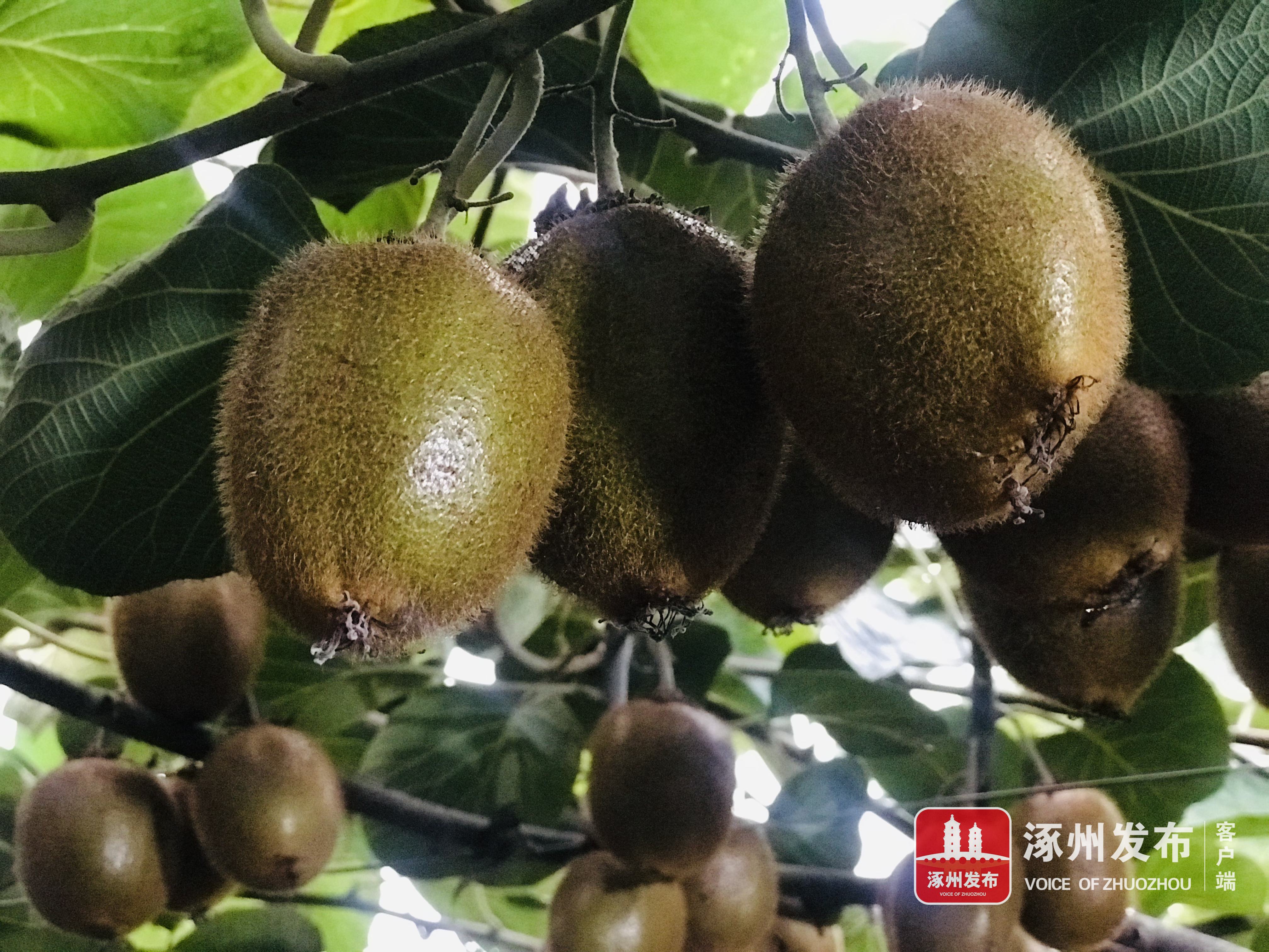 甜甜猕猴桃视频,陕西眉县猕猴桃酸甜刚刚好