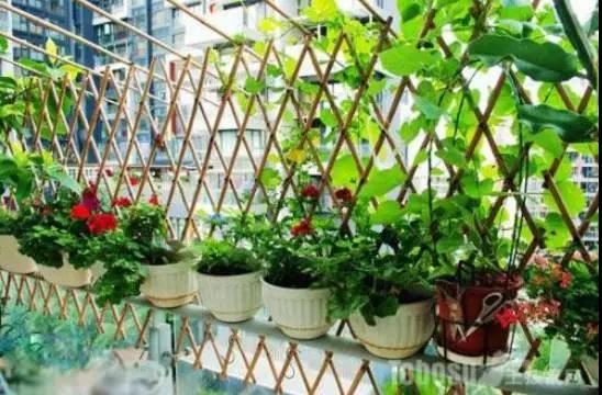 阳台种菜有小黑虫什么办法,阳台种菜长虫用什么办法