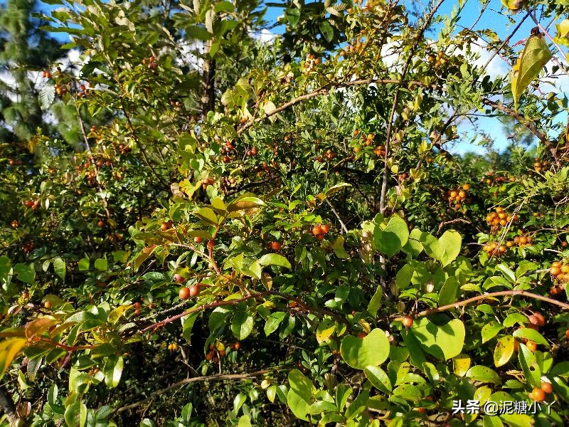 那些年我们一起摘过的野果子，现在少见了，你还记得几种